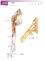 Sobotta Atlas of Human Anatomy  Head,Neck,Upper Limb Volume1 2006, page 225